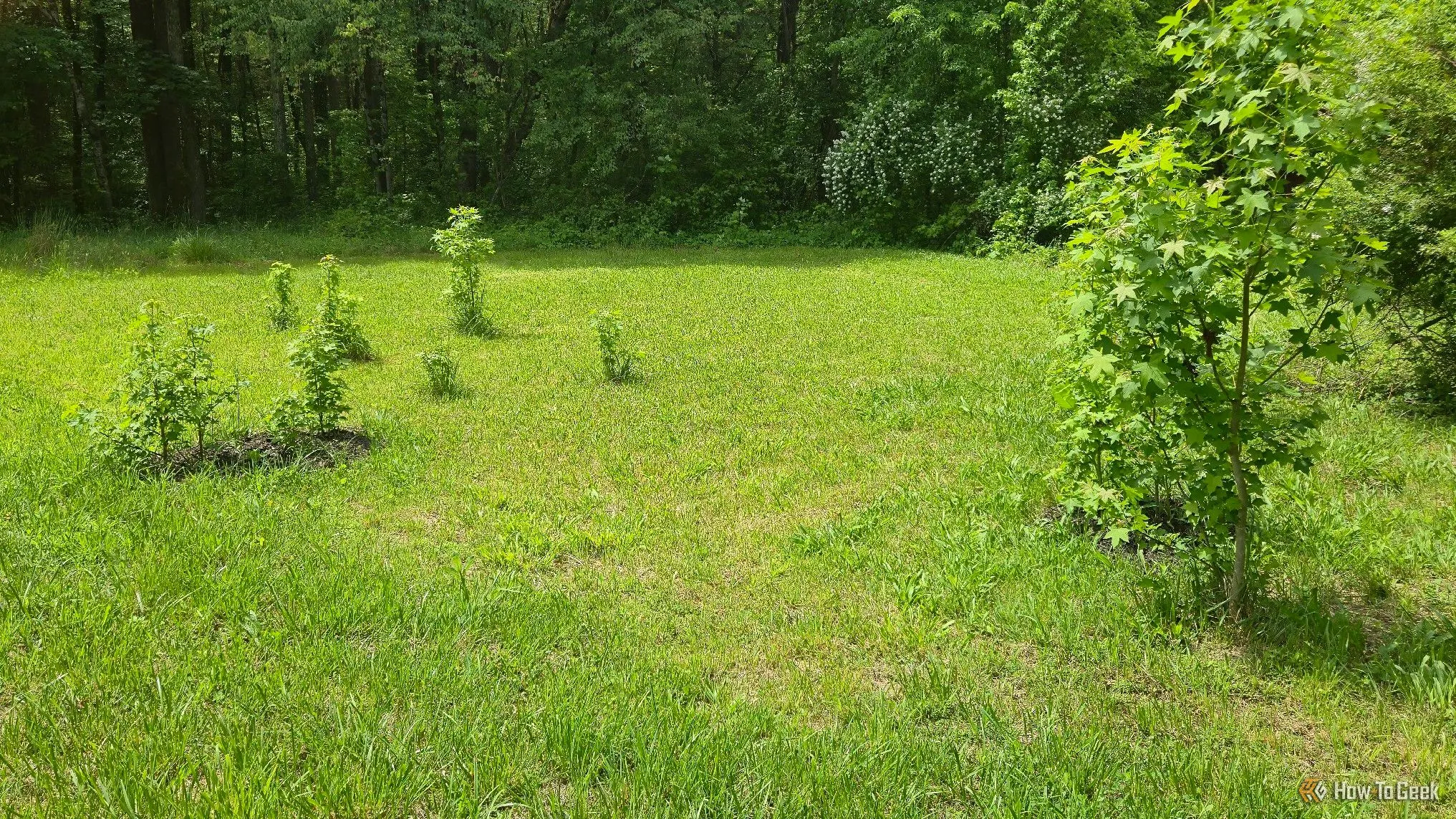 Các cây sweetgum non mọc tự nhiên, cho thấy tiềm năng di thực và phát triển rừng của các loài cây bản địa.