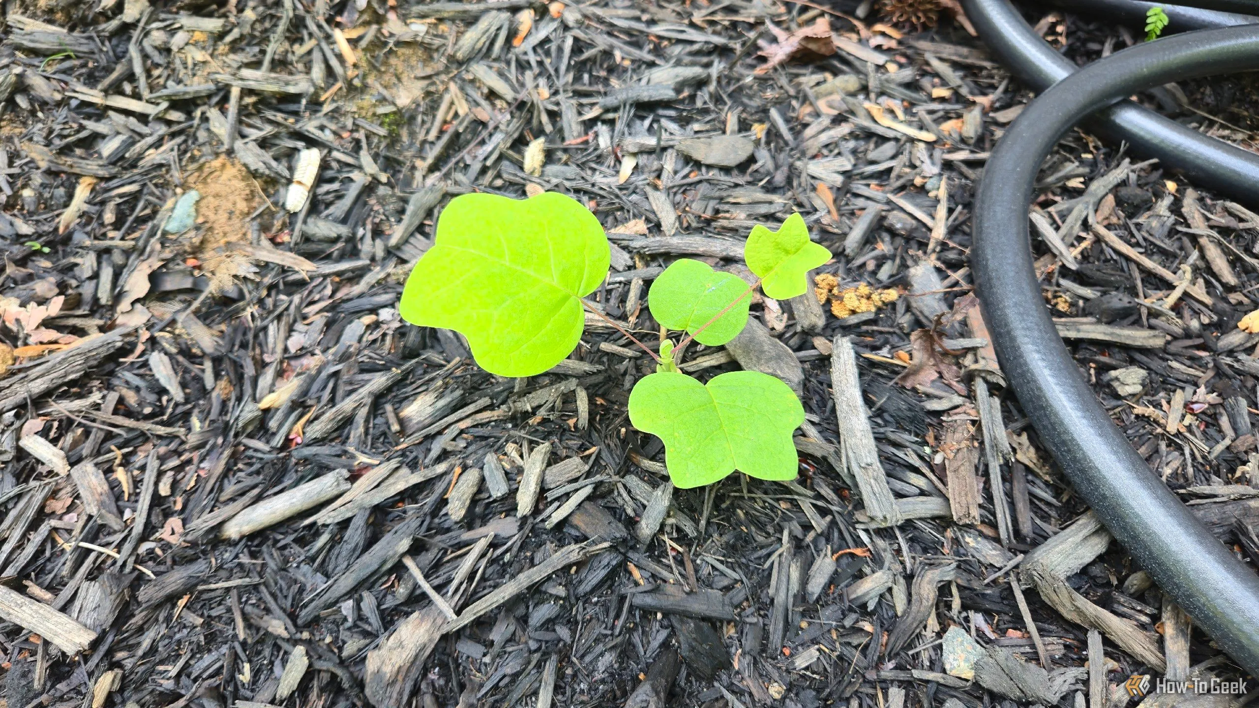 Cây Tulip Poplar non, minh họa khả năng nhận diện cây con qua hình dạng lá nhờ ứng dụng nhận diện cây.