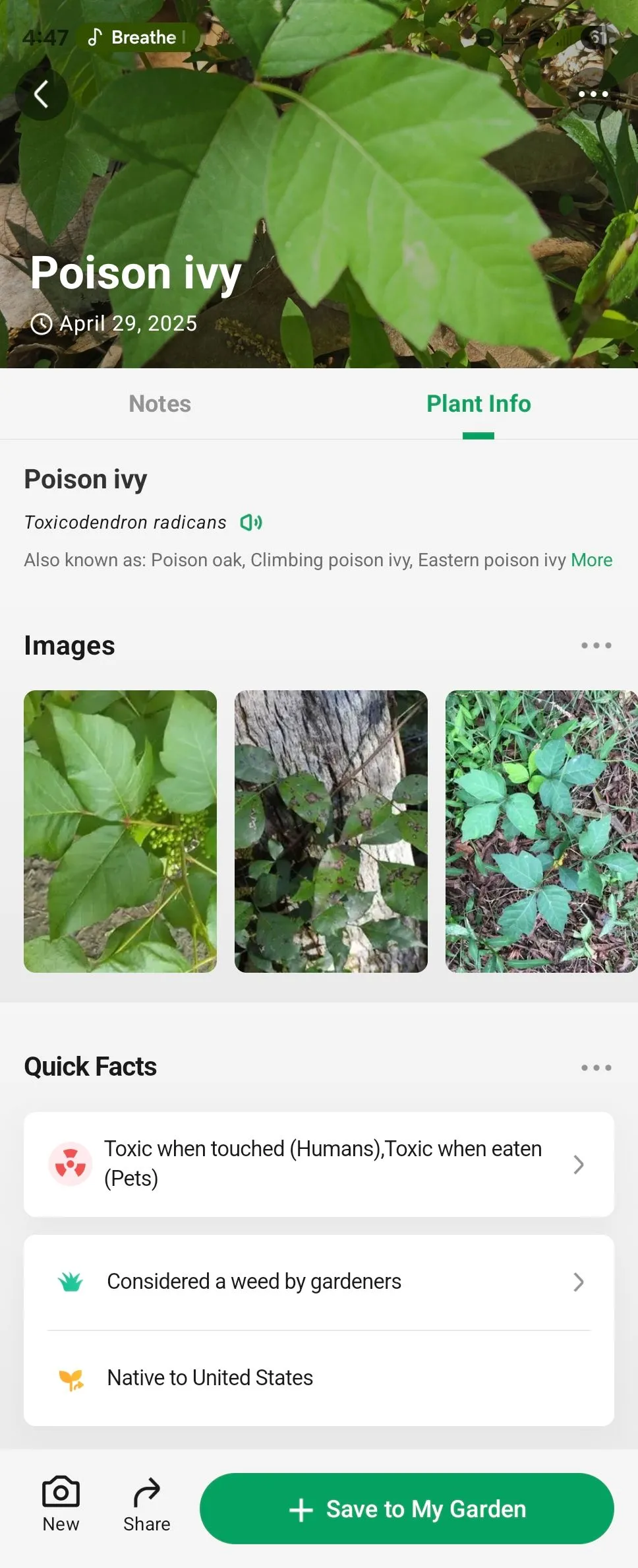 Chi tiết về cây thường xuân độc (Poison Ivy) được hiển thị trong ứng dụng PictureThis, hỗ trợ người dùng nhận diện và tránh các loài cây nguy hiểm.