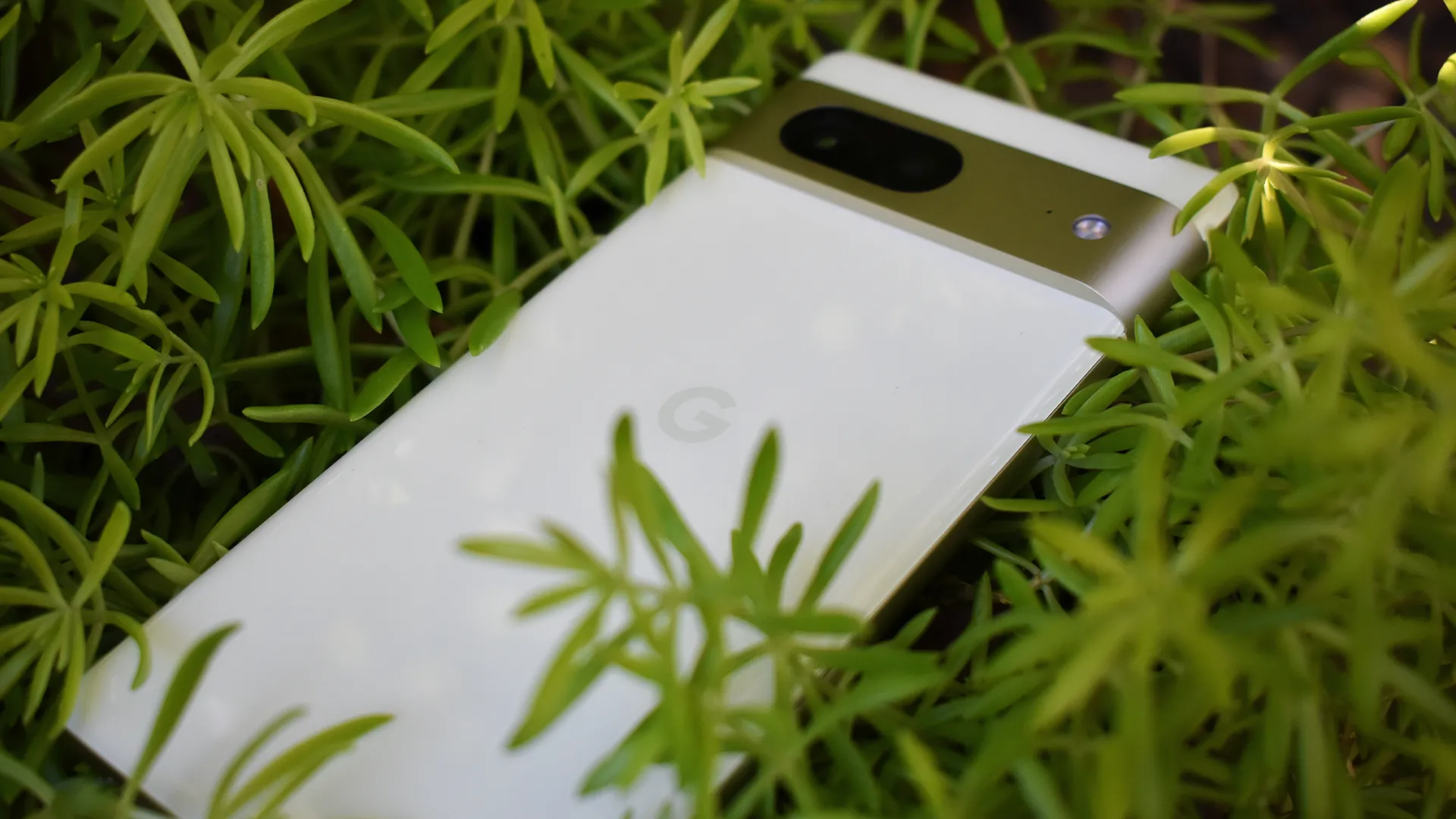 Điện thoại Google Pixel 7 giữa thảm thực vật xanh tươi, minh họa việc sử dụng smartphone để khám phá và nhận diện cây cỏ.