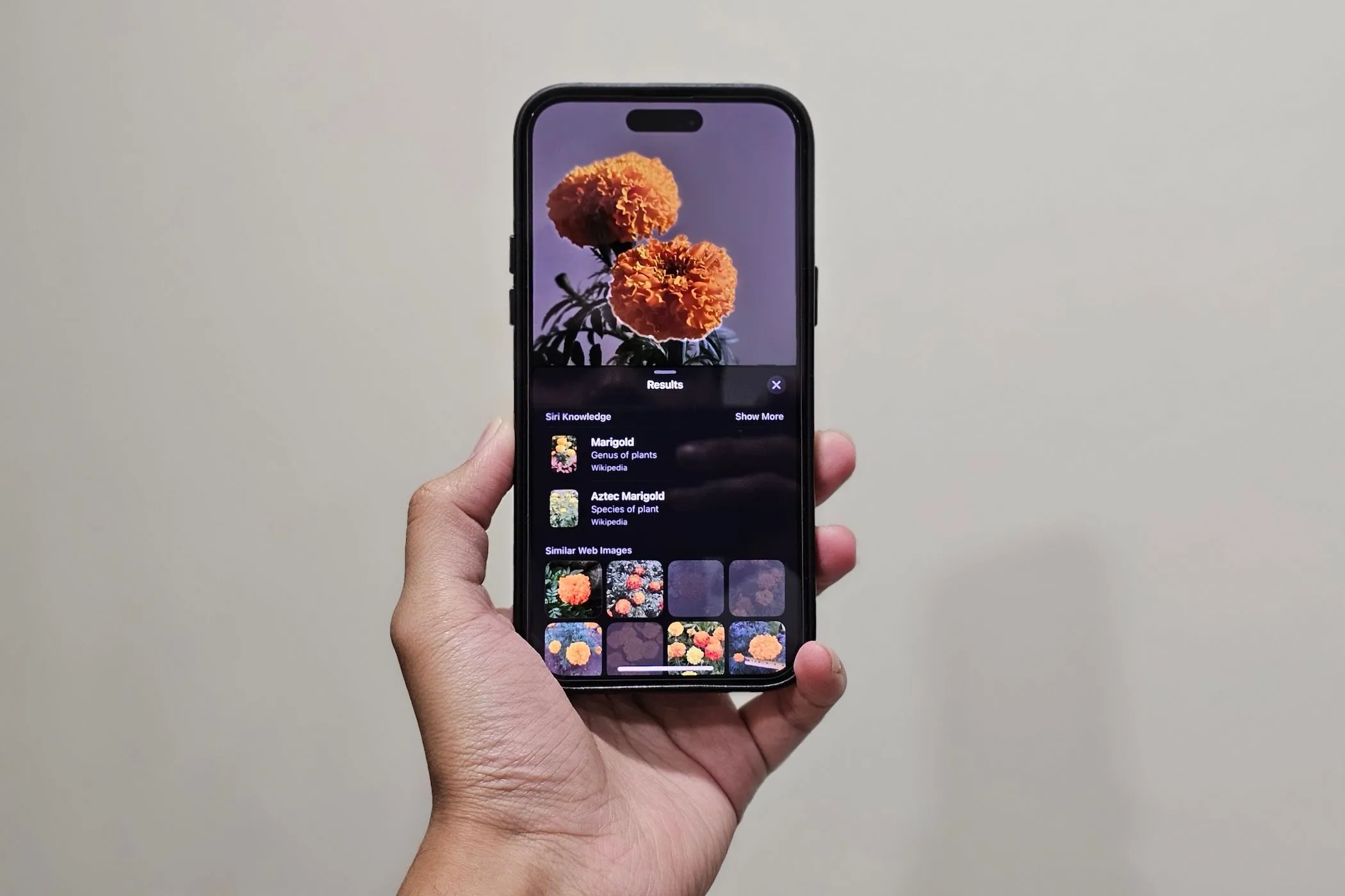 Người dùng iPhone sử dụng tính năng Visual Look Up để nhận diện một bông hoa nở rộ.